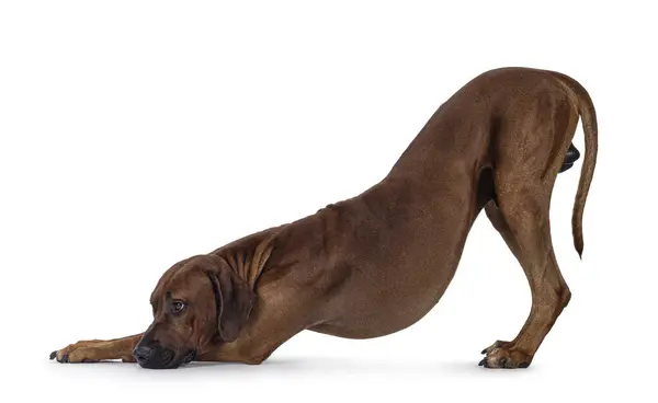 Yakışıklı Rhodesian Ridgeback köpeği, yoga pozisyonunda yan yana duruyor. Kameradan uzağa bakıyor. Beyaz bir arkaplanda izole edilmiş.