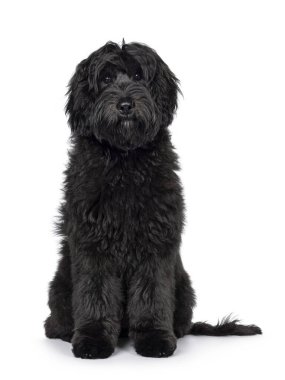 Muhteşem, genç, siyah Labradoodle köpeği, kameranın karşısında oturuyor. Doğrudan kameraya bakıyorum. Beyaz bir arkaplanda izole edilmiş.
