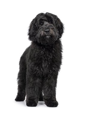 Önünde duran muhteşem, genç, siyah Labradoodle köpeği. Doğrudan kameraya bakıyorum. Beyaz bir arkaplanda izole edilmiş.