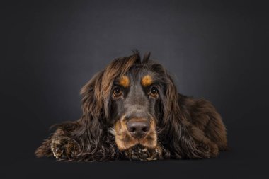 Genç yetişkin çikolatası ve bronz Cocker Spaniel köpeği, baş aşağı yatıyorlar. Kameraya doğru bakıyorum. Siyah bir arkaplanda izole edilmiş.