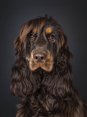 Genç yetişkin çikolatası ve bronz Cocker Spaniel sosisli, dik oturarak. Kameraya doğru bakıyorum. Siyah bir arkaplanda izole edilmiş.