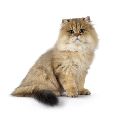 Etkileyici pofuduk altın renkli İngiliz uzun tüylü kedi yavrusu yan yana oturuyor. Büyüleyici yeşil gözlerle kameraya doğru bakıyor. Beyaz bir arkaplanda izole edilmiş.