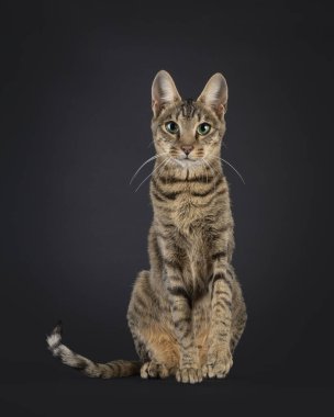 Genç siyah tekir kedisi Savannah Kedisi 'ni görmüş, yüzü önde oturuyormuş. Büyüleyici yeşil gözlerle kameraya doğru bakıyor. Siyah bir arkaplanda izole edilmiş.