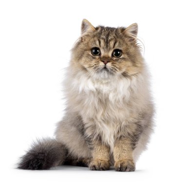 Şirin, pofuduk İngiliz uzun tüylü kedi yavrusu, önde oturuyor. Kocaman yuvarlak gözleriyle kameraya bakıyor. Beyaz bir arkaplanda izole edilmiş.