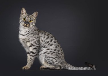 F4 Savannah kedisi yan yana oturuyor. Doğrudan kameraya bakıyorum. Siyah arkaplanda izole edilmiş.
