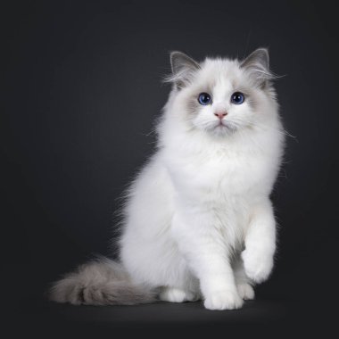 Küçük, şirin, mavi, iki renkli Ragdoll kedi yavrusu. Bir pençesi yukarıda, yüzü önde oturuyor. Koyu mavi gözlerle kameraya doğru bakıyor. Siyah bir arkaplanda izole edilmiş.