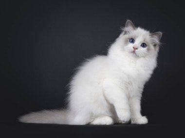 Sevimli, küçük, mavi, iki renkli Ragdoll kedi yavrusu, bir pençesi yukarıda, yan yana oturuyor. Koyu mavi gözlerle kameraya doğru bakıyor ve başını eğiyor. Siyah bir arkaplanda izole edilmiş.