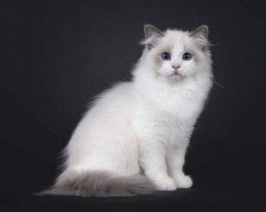 Sevimli, küçük, mavi, iki renkli Ragdoll kedi yavrusu, yan yana oturuyor. Koyu mavi gözlerle kameraya doğru bakıyor. Siyah bir arkaplanda izole edilmiş.