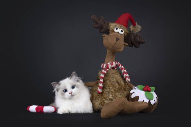 Noel oyuncakları ile Reinder arasında uzanan sevimli, mavi, iki renkli bir kedi yavrusu. Koyu mavi gözlerle kameraya doğru bakıyor. Siyah bir arkaplanda izole edilmiş.