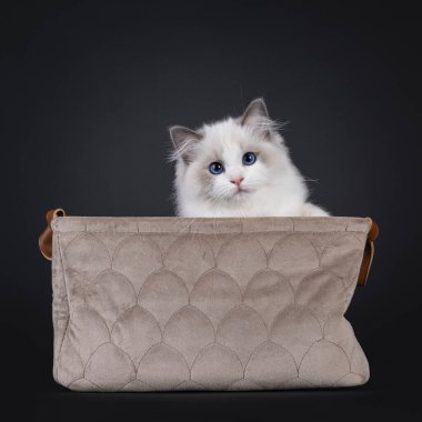Kahverengi kadife sepetin içinde oturan sevimli, mavi, iki renkli Ragdoll kedi yavrusu. Koyu mavi gözlerle kameraya doğru bakıyor. Siyah bir arkaplanda izole edilmiş.