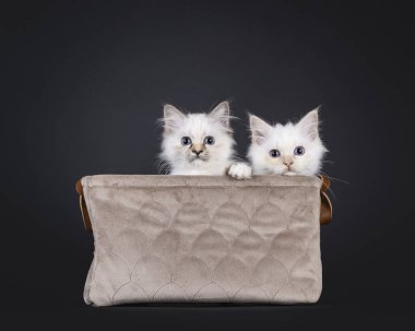 İki kutsal Birman kedisi, kahverengi kadife bir sepetin içinde birlikte oturuyorlar. Mavi gözlerle kenardan bakıyor. Siyah arkaplanda izole edilmiş.