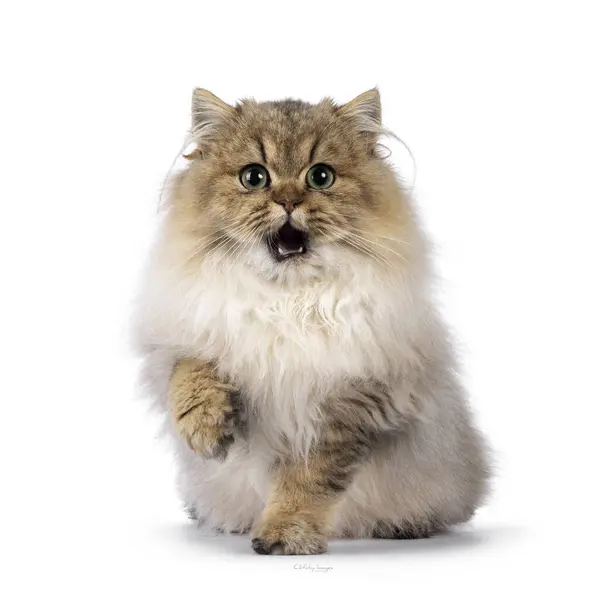 Förtjusande Gyllene Skuggade Brittiska Longhair Katt Kattunge Sitter Upp Vänd Royaltyfria Stockbilder
