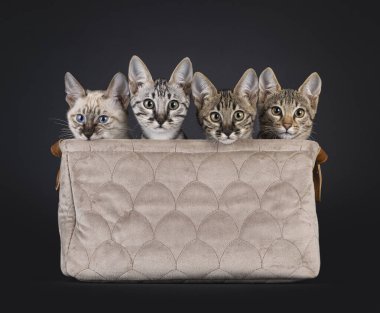 Kahverengi kadife sepette yan yana oturan dört F6 Savannah kedi yavrusu. Herkes kameraya doğru bakıyor. Siyah bir arkaplanda izole edilmiş.
