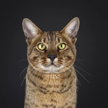 Önde oturan yakışıklı F7 Savannah kedisinin kafasından. Doğrudan kameraya bakıyorum. Siyah bir arkaplanda izole edilmiş.