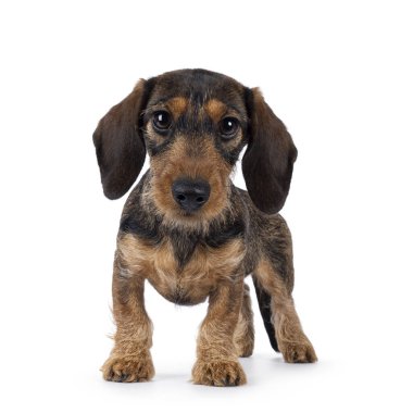 Önünde duran sevimli kahverengi köpek yavrusu. Büyük masum gözlerle kameraya doğru bakıyor. beyaz arkaplanda izole edilmiş.