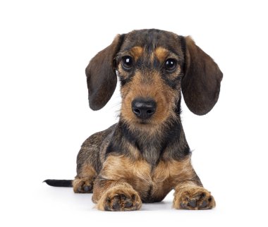 Sevimli kahverengi köpek yavrusu, yüzüstü yere yatıyor. Büyük masum gözlerle kameraya doğru bakıyor. beyaz arkaplanda izole edilmiş.
