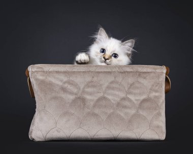 Şirin Tortie Holy Birman kedi yavrusu, kahverengi kadife sepette oturuyor. Mavi gözlerle doğrudan kameraya bakıyor. Siyah bir arkaplanda izole edilmiş.
