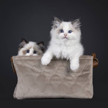 İki sevimli fok ve iki renkli Ragdoll kedi yavrusu, kahverengi kadife sepette oturuyorlar. Mavi gözlü kameraya doğru bakıyor. Siyah bir arkaplanda izole edilmiş.
