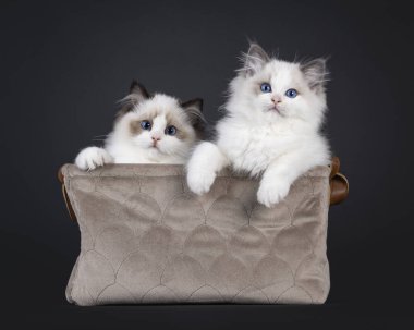 İki sevimli fok ve iki renkli Ragdoll kedi yavrusu, kahverengi kadife sepette oturuyorlar. Mavi gözlü kameraya doğru bakıyor. Siyah bir arkaplanda izole edilmiş.