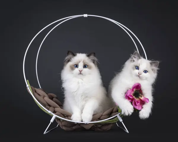 2 Adorable seal and blue bicolor Ragdoll cat kittens, sitting in round metal basket with fake pink flower. Looking towards camera with blue eyes. Isolated on a black background.