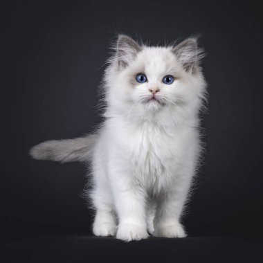 Önünde duran sevimli, mavi, iki renkli Ragdoll kedi yavrusu. Mavi gözlerle doğrudan kameraya bakıyor. Siyah bir arkaplanda izole edilmiş.