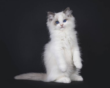 Şirin, mavi, iki renkli Ragdoll kedi yavrusu kedi yavrusu ön pençeleri sarkık Meerkat gibi arka pençeleri üzerinde oturuyor. Mavi gözlerle doğrudan kameraya bakıyor. Siyah bir arkaplanda izole edilmiş.