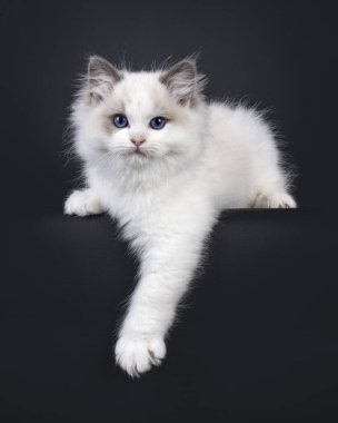 Sevimli, mavi, iki renkli Ragdoll kedi yavrusu kedi yavrusu, kenarda yatıyor. Mavi gözlerle doğrudan kameraya bakıyor. Siyah bir arkaplanda izole edilmiş.