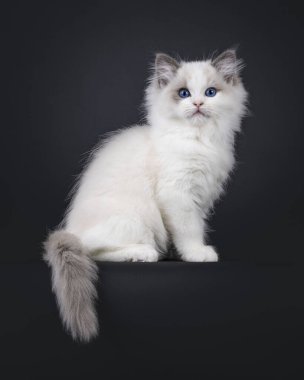 Sevimli, mavi, iki renkli Ragdoll kedi yavrusu, kenarlarda oturuyor. Mavi gözlerle doğrudan kameraya bakıyor. Siyah bir arkaplanda izole edilmiş.