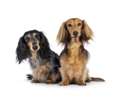 Uzun düz saçlı Dachshund ya da Teckels ikilisi. Yüzü önde oturuyor. Kameraya doğru bakıyorum. Beyaz bir arkaplanda izole edilmiş.