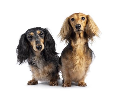 Uzun düz saçlı Dachshund ya da Teckels ikilisi. Önüne bak. Kameraya doğru bakıyorum. Beyaz bir arkaplanda izole edilmiş.