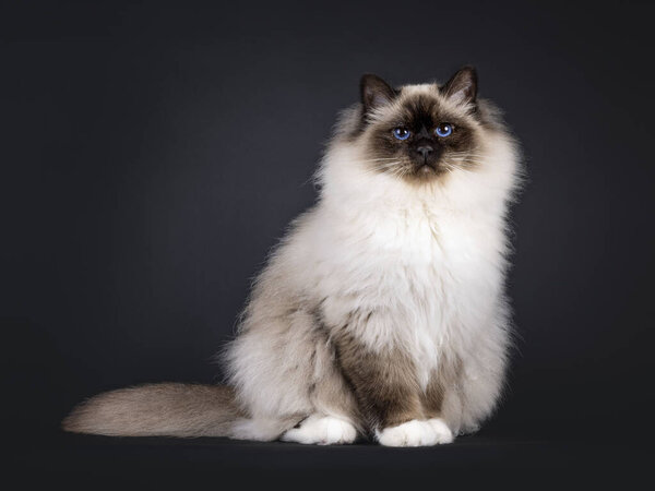 Majestic adult seal point Sacred Birman cat, sitting up side ways. Looking towards camera with deep blue eyes. Isolated on a black background.