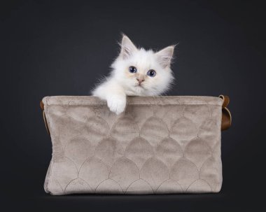 Sevimli kırmızı noktalı Kutsal Birman kedi yavrusu, içi boş bir sepet. Mavi gözleriyle kameraya doğru bakıyor. Siyah bir arkaplanda izole edilmiş.