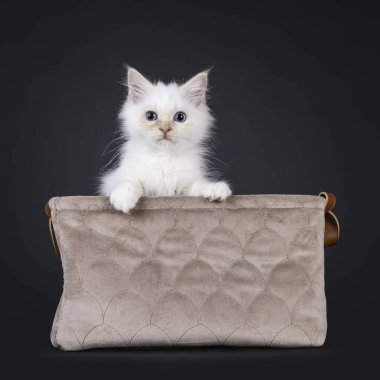 Sevimli kırmızı noktalı Kutsal Birman kedi yavrusu, içi boş bir sepet. Mavi gözleriyle kameraya doğru bakıyor. Siyah bir arkaplanda izole edilmiş.