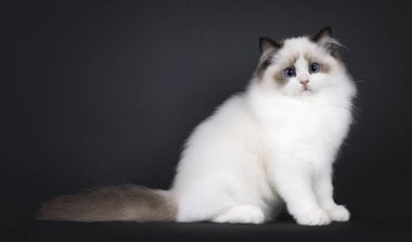 Tatlı fok balığı, iki renkli Ragdoll kedi yavrusu, yan yana oturuyor. Koyu mavi gözlerle kameraya doğru bakıyor. Siyah bir arkaplanda izole edilmiş.