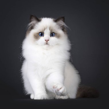 Sevimli fok balığı iki renkli kedi yavrusu, ön pençesiyle önde oturuyor ve bir şeyi yüzeyden itmeye hazır. Koyu mavi gözlerle kameraya doğru bakıyor ve başını eğiyor. Siyah bir arkaplanda izole edilmiş.