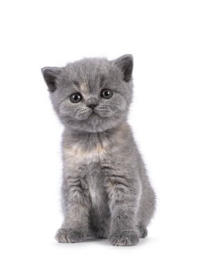 6 haftalık İngiliz Shorthair kedi yavrusu, yüzü önde oturuyor. Doğrudan kameraya bakıyorum. Beyazda izole edilmiş.