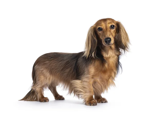 Şirin Uzun Saçlı Dachshund Köpeği Diğer Adıyla Teckel Yan Yana Stok Fotoğraf