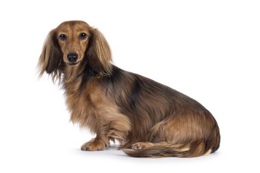 Şirin, uzun saçlı Dachshund köpeği diğer adıyla Teckel, yan yana oturuyor. Kameraya doğru bakıyorum. Beyaz bir arkaplanda izole edilmiş.