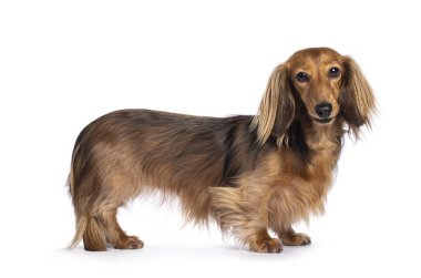 Şirin, uzun saçlı Dachshund köpeği diğer adıyla Teckel, yan yana duruyor. Kameraya doğru bakıyorum. Beyaz bir arkaplanda izole edilmiş.