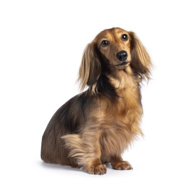Şirin, uzun saçlı Dachshund köpeği diğer adıyla Teckel, yan yana oturuyor. Kameraya doğru bakıyorum. Beyaz bir arkaplanda izole edilmiş.