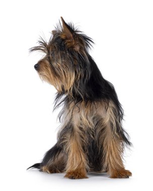 Küçük sevimli siyah ve bronz tenli Yorkshire Terrier köpeği köpek yavrusu, ön tarafta oturuyor. Profil göstermek için yan yollara bakıyorum. Beyaz bir arkaplanda izole edilmiş.