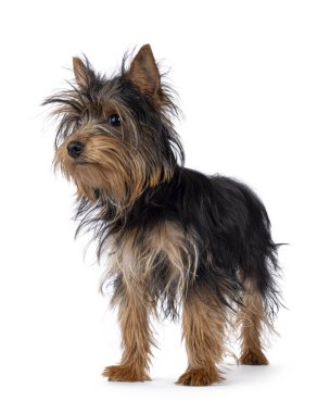 Sevimli küçük siyah ve bronz tenli Yorkshire Terrier köpeği yavrusu, çapraz duruyor. Kameradan uzağa bakıyor. Beyaz bir arkaplanda izole edilmiş.