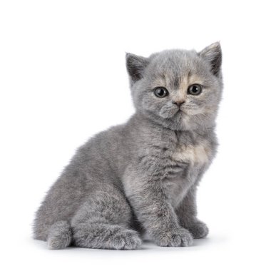 Şirin 6 haftalık İngiliz Shorthair kedi yavrusu, yan yana oturuyor. Doğrudan kameraya bakıyorum. Beyazda izole edilmiş.