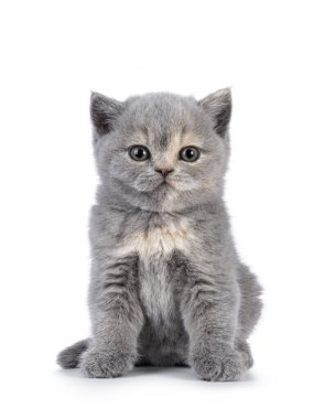 Şirin 6 haftalık İngiliz Shorthair kedi yavrusu, önde oturuyor. Doğrudan kameraya bakıyorum. Beyazda izole edilmiş.