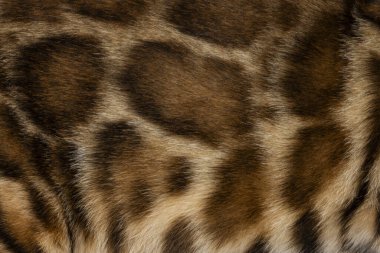 Tam kare makro detaylı kahverengi benekli Bengal kedi kürkü..