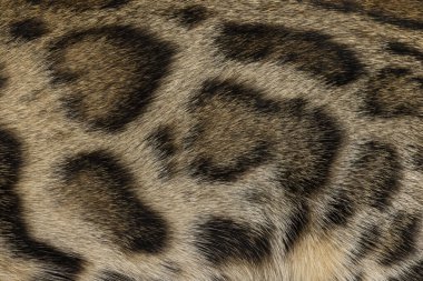 Tam kare makro detaylı kahverengi benekli Bengal kedi kürkü..