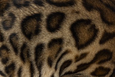 Tam kare makro detaylı kahverengi benekli Bengal kedi kürkü..