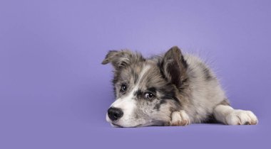 Sevimli mavi merle Border Collie köpek yavrusu, yan yatıp yüzüstü yatıyor. Kahverengi gözlü ve kalp şeklinde siyah burunlu kameraya doğru bakıyor. Leylak arkaplanda izole edilmiş..