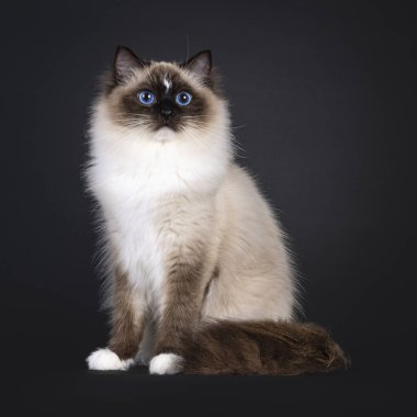 Genç ve güzel bir fok yavrusu kedi. Dik köşegende oturuyor. Büyüleyici mavi gözlerle kameraya bakıyorum. Siyah bir arkaplanda izole edilmiş.