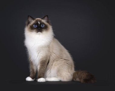 Genç, güzel bir fok yavrusu kedi, dik kenarda oturuyor. Büyüleyici mavi gözlerle kameraya bakıyorum. Siyah bir arkaplanda izole edilmiş.